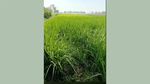 লাখাইয়ে অনাবৃষ্টিতে চৌচির আমন খেত 