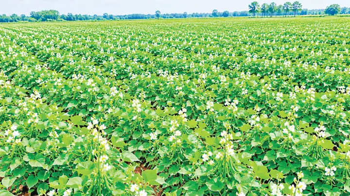 মাধবপুরে শিমের বাম্পার ফলন, উচ্ছ্বসিত চাষি