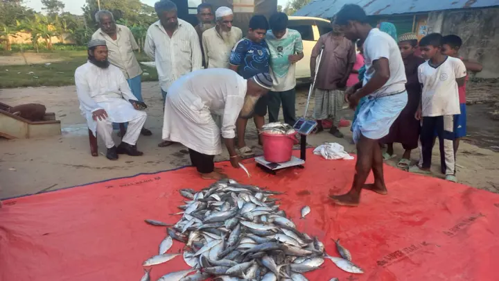 মিরসরাইয়ে ৩৯৫ কেজি ইলিশ জব্দ, একজনের কারাদণ্ড
