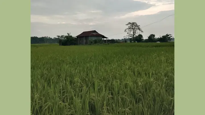মোহনগঞ্জে আমন ধানে ফিরেছে প্রাণ, কৃষকের মুখে হাসি