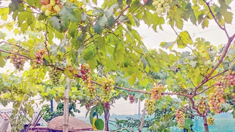 রংপুরে বাণিজ্যিকভাবে বাড়ছে আঙুর চাষ