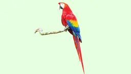 রঙিন পাখি ম্যাকাও