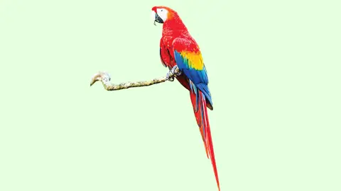 রঙিন পাখি ম্যাকাও