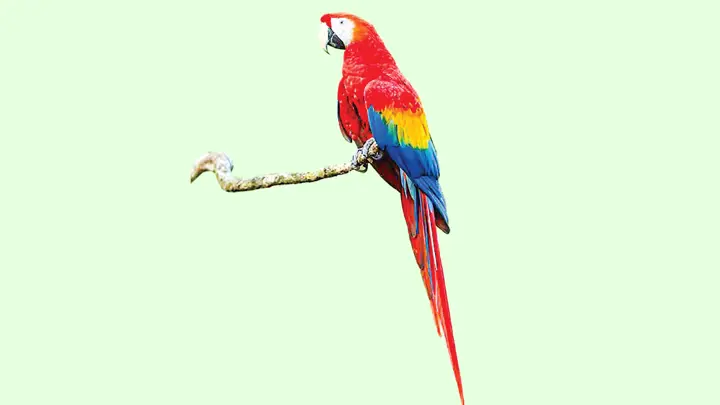 রঙিন পাখি ম্যাকাও