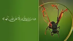 রিজিক নিয়ে দুশ্চিন্তার অবকাশ নেই
