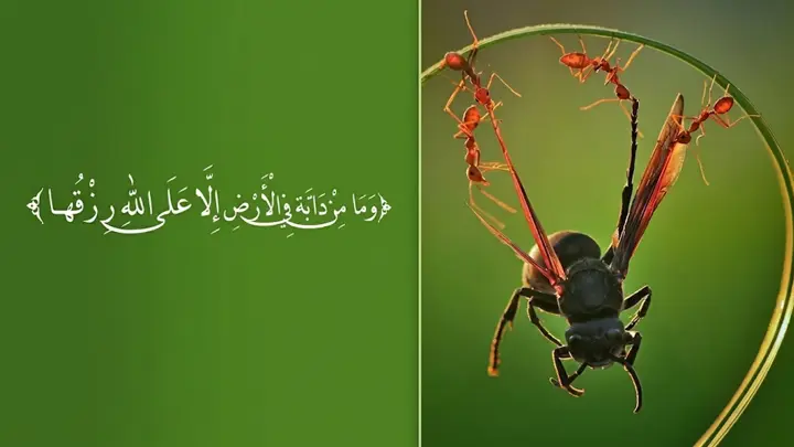 রিজিক নিয়ে দুশ্চিন্তার অবকাশ নেই