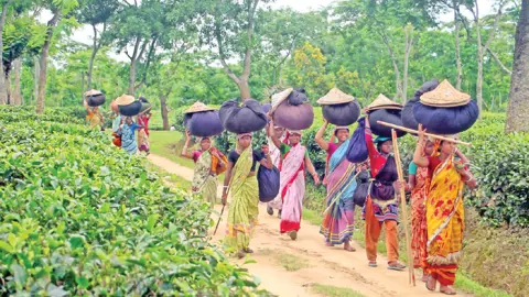 রেকর্ড উৎপাদনের পথে চা, ন্যায্য দাম নিয়ে সংশ্লিষ্টদের উদ্বেগ