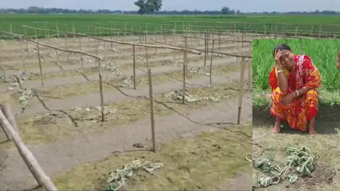 রাতের আঁধারে লাউগাছ কেটে দিল দুর্বৃত্তরা, জমিতে কাঁদলেন মাধবী 