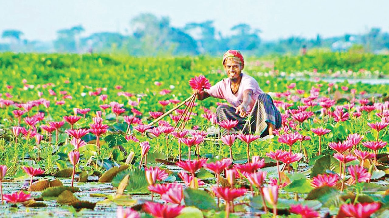 লাল শাপলার বিল হচ্ছে পর্যটনকেন্দ্র