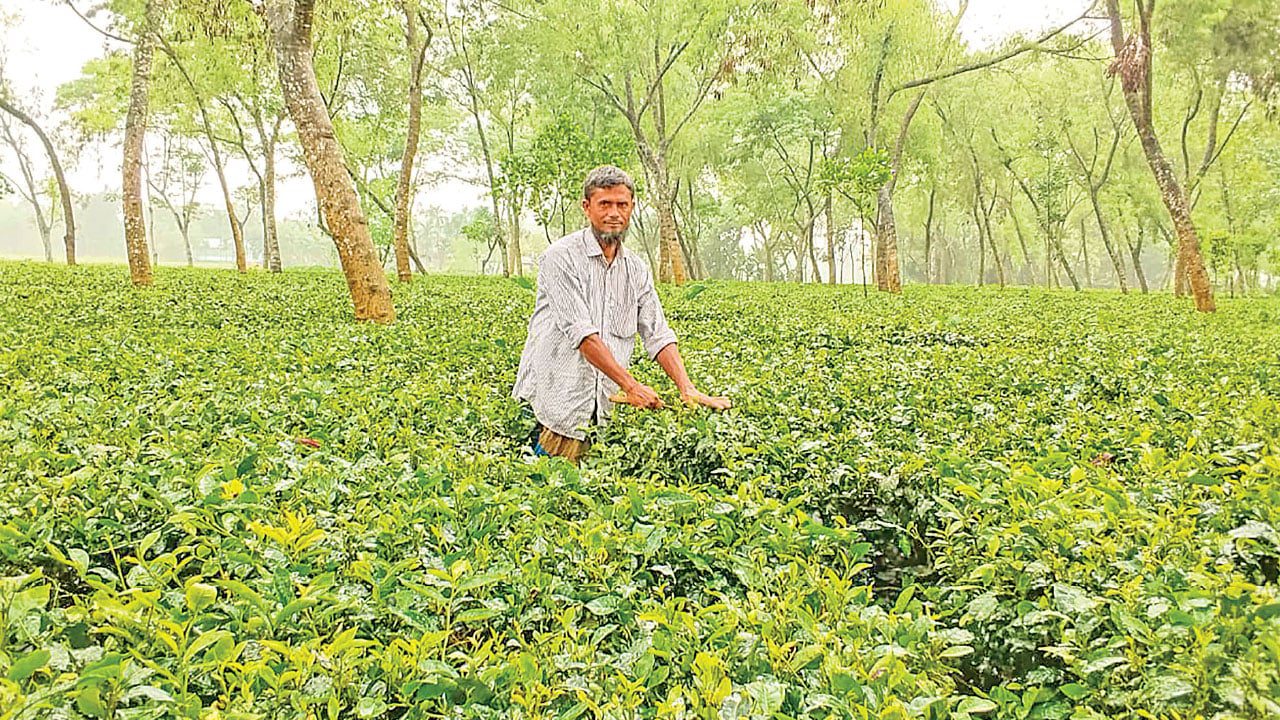 লালমনিরহাটে চা চাষে বিপুল সম্ভাবনা