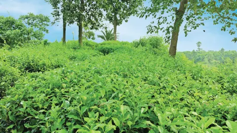 লালমাই পাহাড়ের চূড়ায় ৯০ হাজার চা গাছ