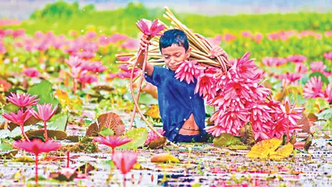 শাপলা ভরা বিল
