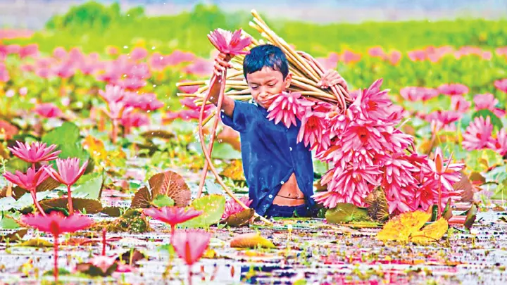 শাপলা ভরা বিল