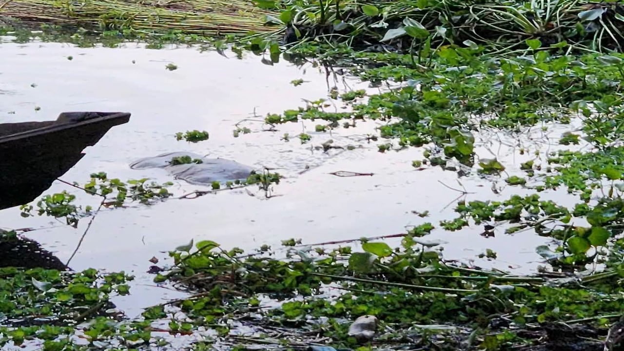 শিবচরে পুকুরে ভাসছিল বৃদ্ধের লাশ
