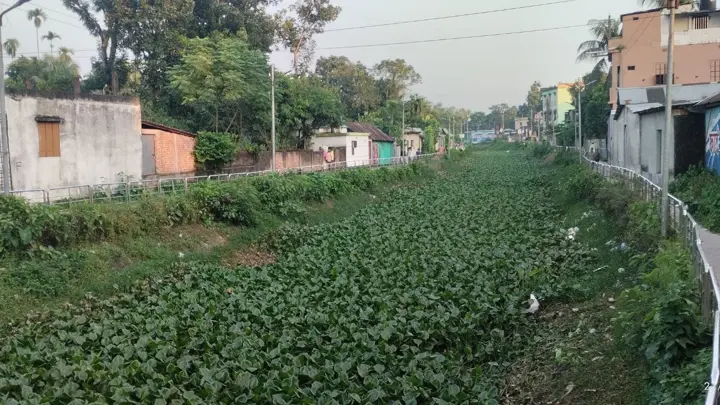 শিয়ালজানি খালের বুকজুড়ে এখন শুধুই কচুরিপানা