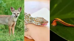 সত্যি কি শিয়ালের মাংস, তক্ষক, জোঁকের তেল রোগ সারায়