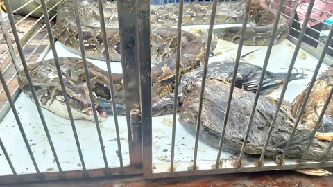 শ্যামনগরে মুরগির খামার থেকে ১৭ ফুট অজগর উদ্ধার