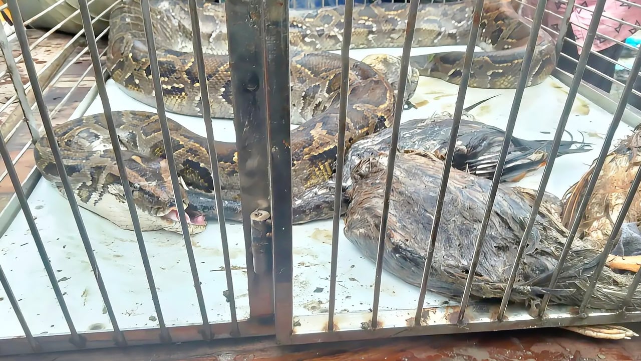 শ্যামনগরে মুরগির খামার থেকে ১৭ ফুট অজগর উদ্ধার