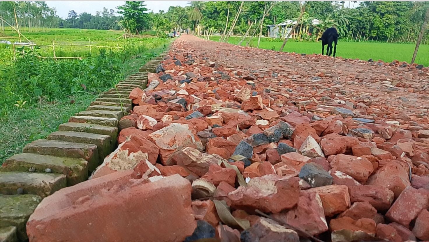 গঙ্গাচড়ায় সড়কের কাজে নিম্নমানের সামগ্রী ব্যবহারের অভিযোগ