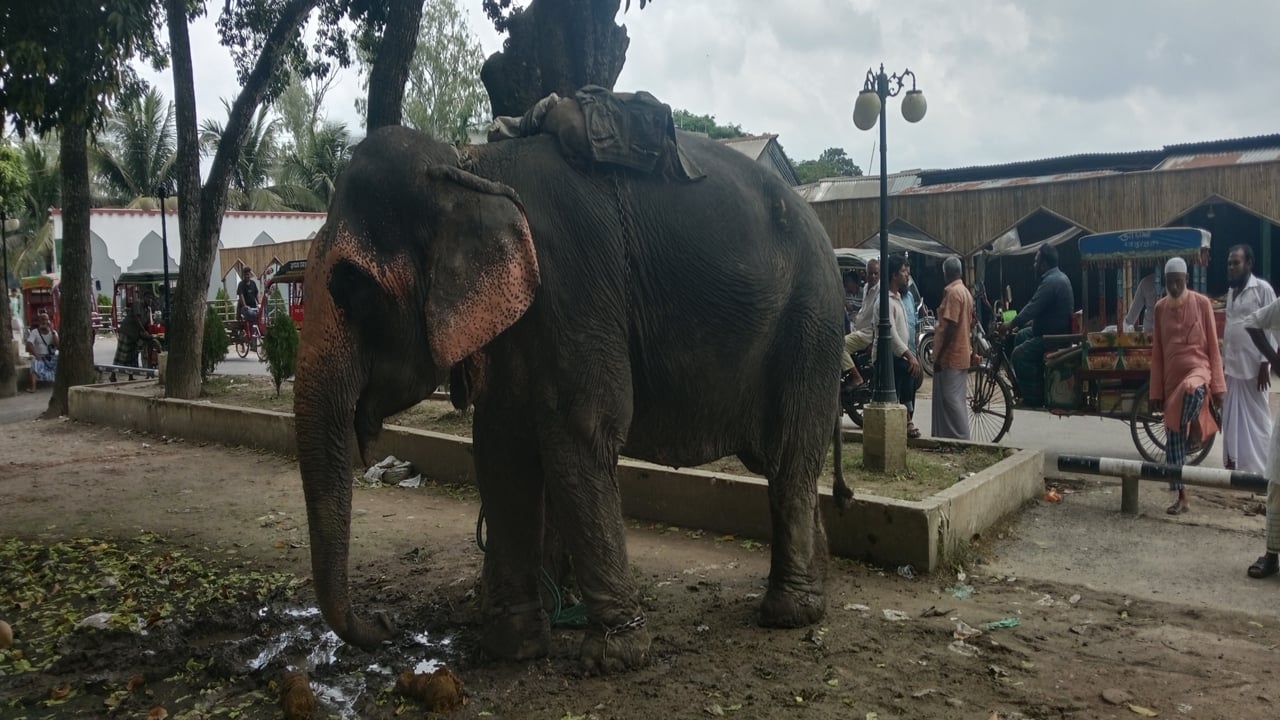 হাতির ধাক্কায় অটোরিকশা উল্টে শিশু নিহত


