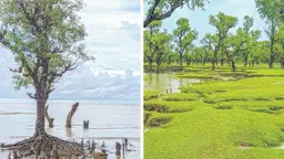 সদাজাগ্রত উপকূলের সৌন্দর্যঘেরা নিদ্রার চর