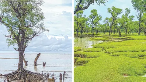 সদাজাগ্রত উপকূলের সৌন্দর্যঘেরা নিদ্রার চর
