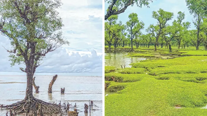 সদাজাগ্রত উপকূলের সৌন্দর্যঘেরা নিদ্রার চর