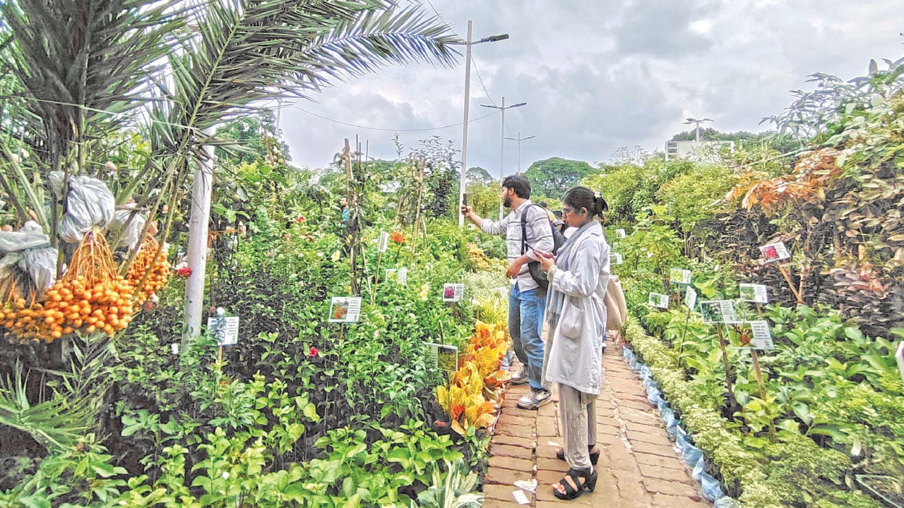 সবুজের আহ্বানে বৃক্ষমেলায়