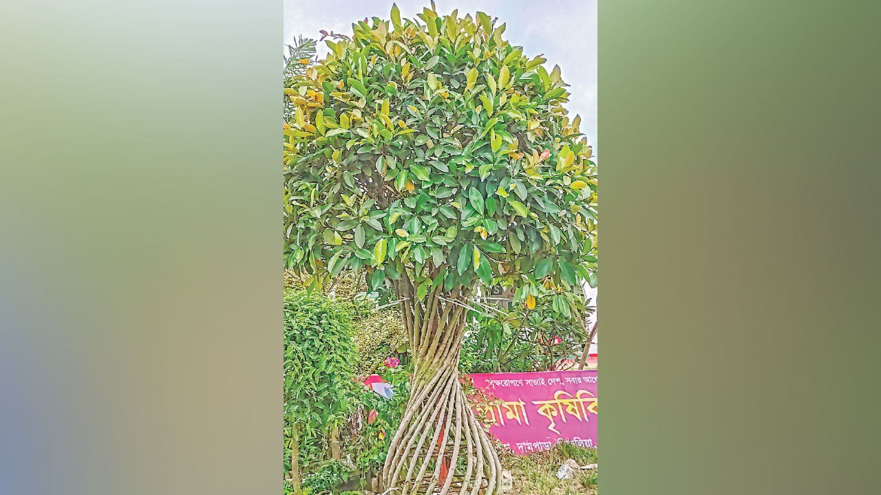 সবুজ-আহ্বানে-বৃক্ষ-মেলায়-৪
