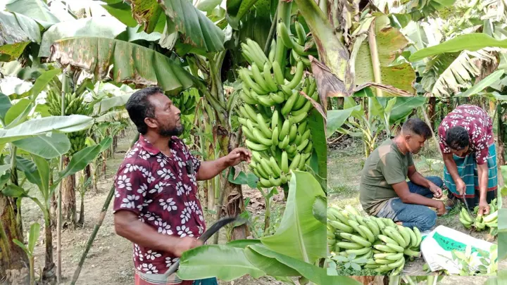 বোয়ালমারীতে সাগর কলার রাজ্য, স্বপ্ন দেখছেন কৃষক হাফিজুর