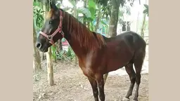 ঘোড়ার গোস্ত গরু বলে বিক্রি, একজনকে তিন মাসের কারাদণ্ড 
