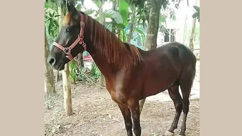 ঘোড়ার গোস্ত গরু বলে বিক্রি, একজনকে তিন মাসের কারাদণ্ড 
