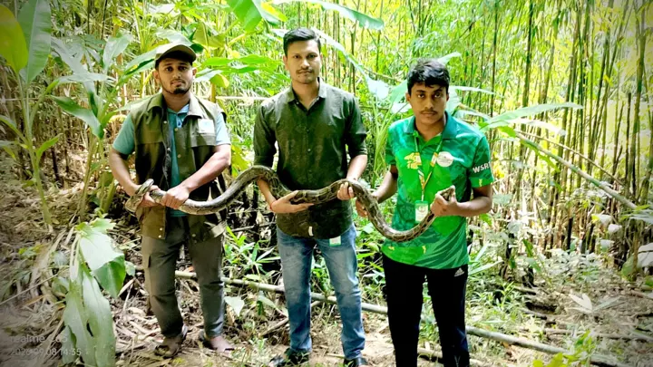 অজগর ও দুধরাজকে কুলাউড়া রিজার্ভ ফরেস্টে অবমুক্ত