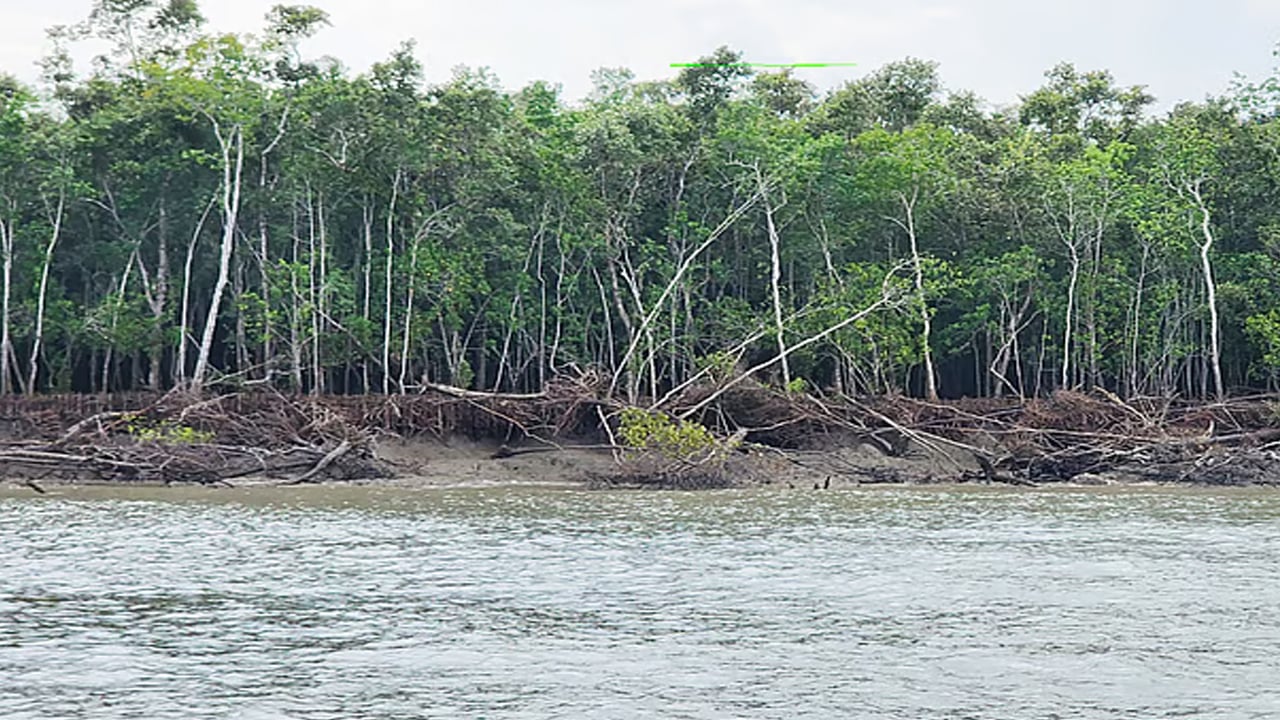 সুন্দরবন থেকে পাচারের সময় কাঠসহ নৌকা জব্দ

