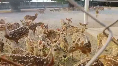 রামপালে শতাধিক হরিণ পালন ও জবাইয়ের অভিযোগ