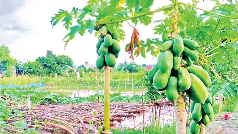 হোমনায় পুকুরে মাছ, পাড়ে সবজি চাষে ওয়ালি উল্লাহর সফলতা